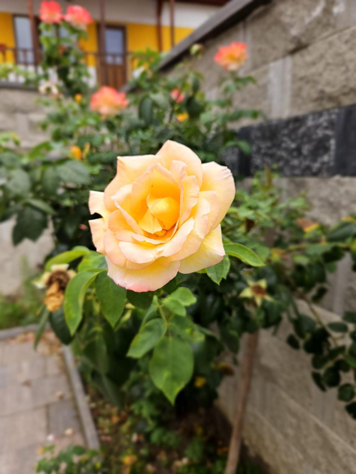 Casa Raduly - Apartament Demisol Sibiu Dış mekan fotoğraf