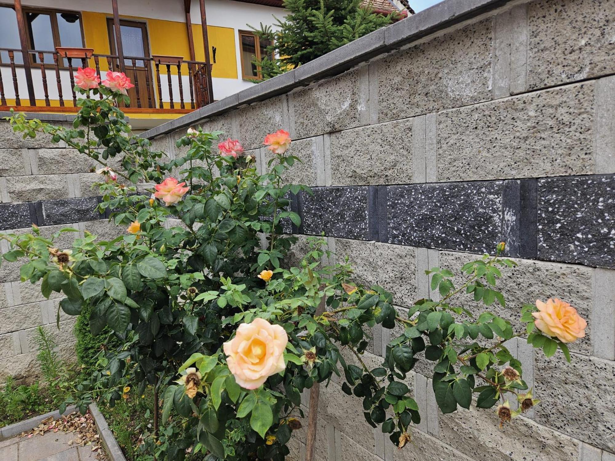 Casa Raduly - Apartament Demisol Sibiu Dış mekan fotoğraf