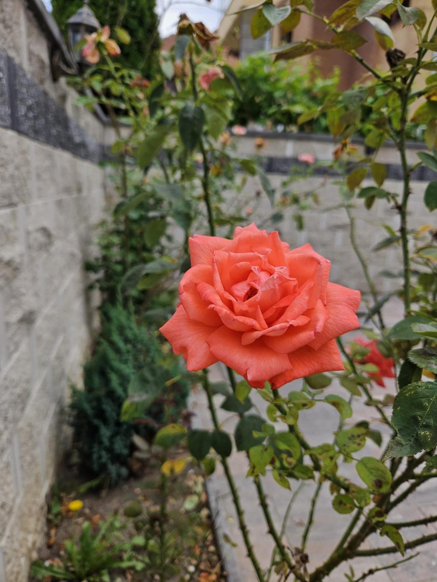 Casa Raduly - Apartament Demisol Sibiu Dış mekan fotoğraf
